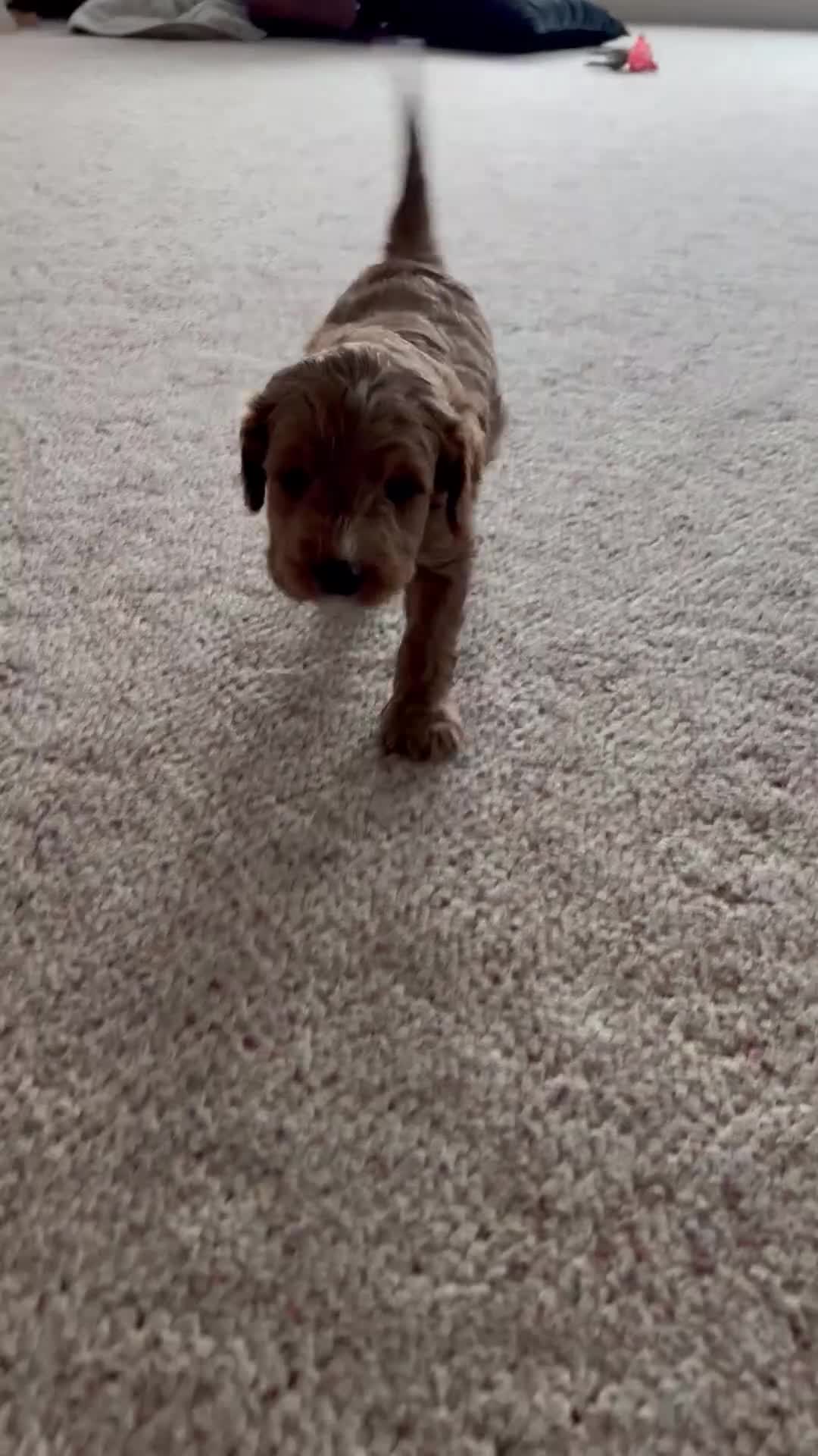Cavapoo dogs for sale: Denali🩷 - Video 1