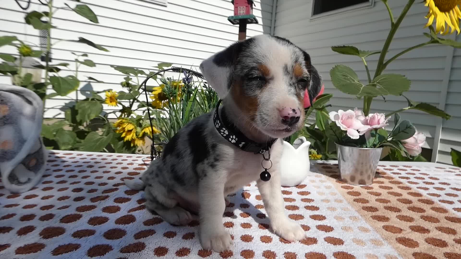 Jack Chi dogs for sale: Jack Chi 2 Calico - Video 1