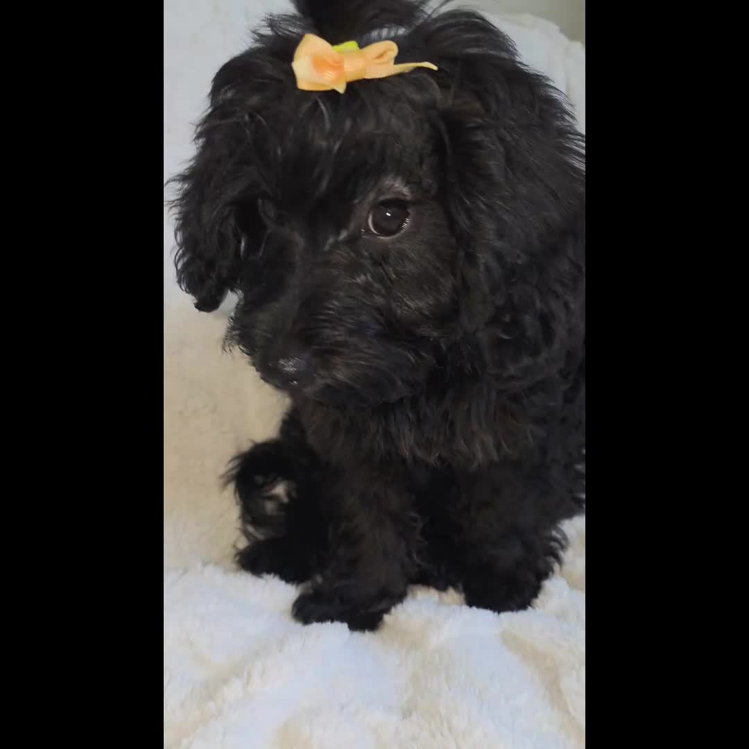 Yorkiepoo dogs for sale: Yorkiepoo Female 3-Month-Old ❤️ - Video 1