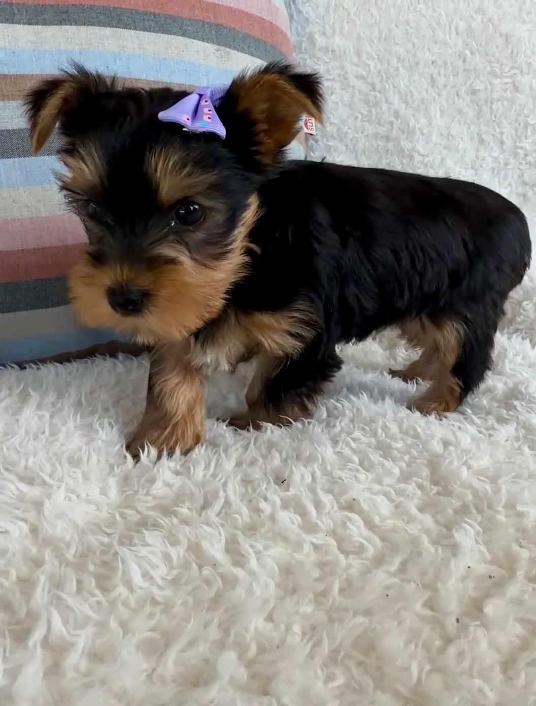 Yorkshire Terrier dogs for sale: Jade - Video 1