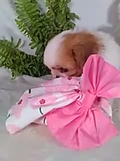Shih Tzu dogs for sale: Piper  - Video 1