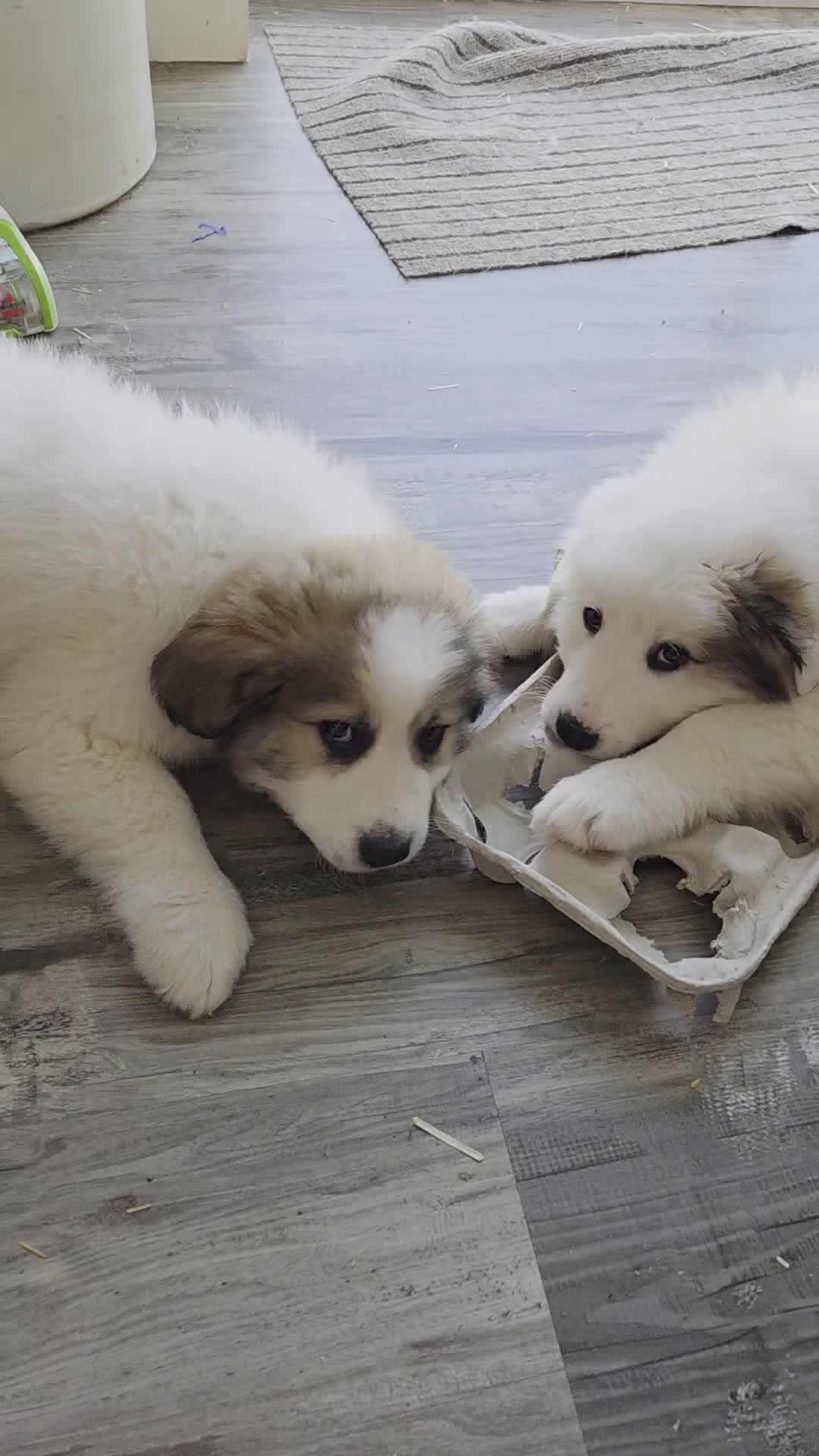 Great Pyrenees dogs for sale: Spot - Video 3