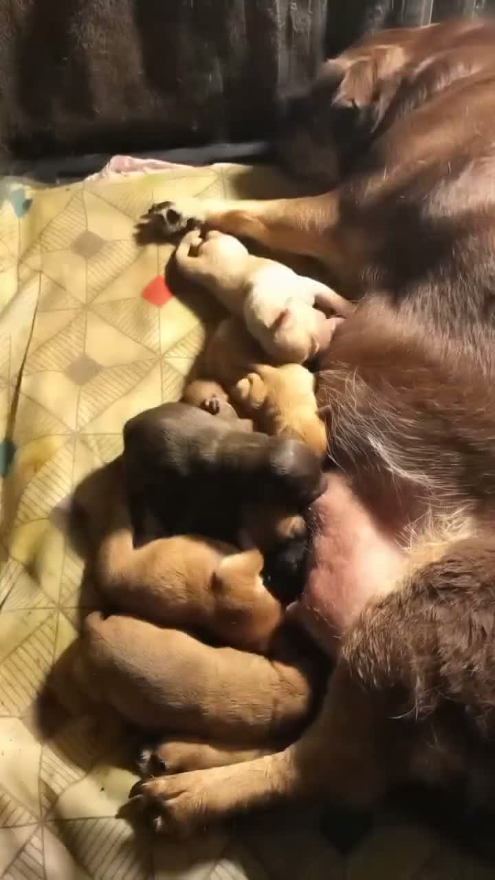Chiweenie dogs for sale: Chiweenie 3 - Video 1