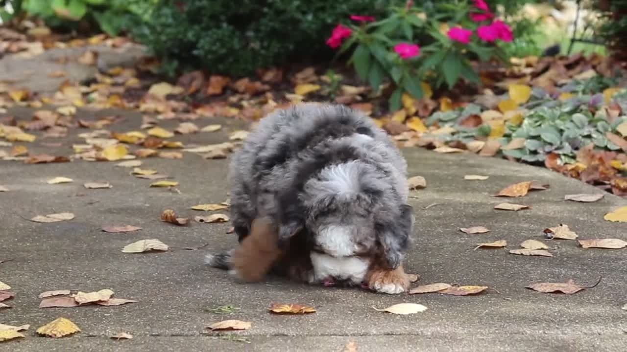 Mini Bernedoodle dogs for sale: Zendaya - Video 1