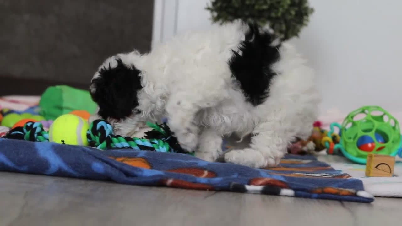 Miniature Poodle dogs for sale: Crue - Video 1
