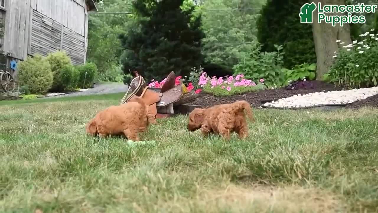 Miniature Labradoodle dogs for sale: Mocha - Video 1