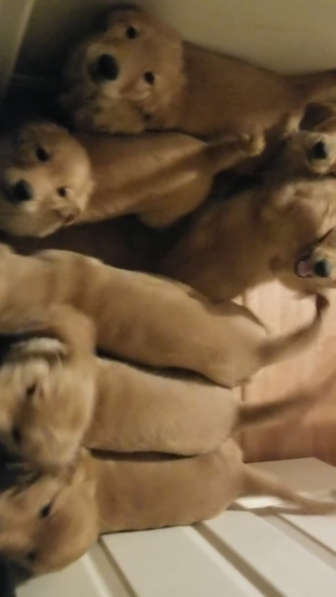 Golden Retriever dogs for sale: Golden Retriever Puppy 5 - Video 2