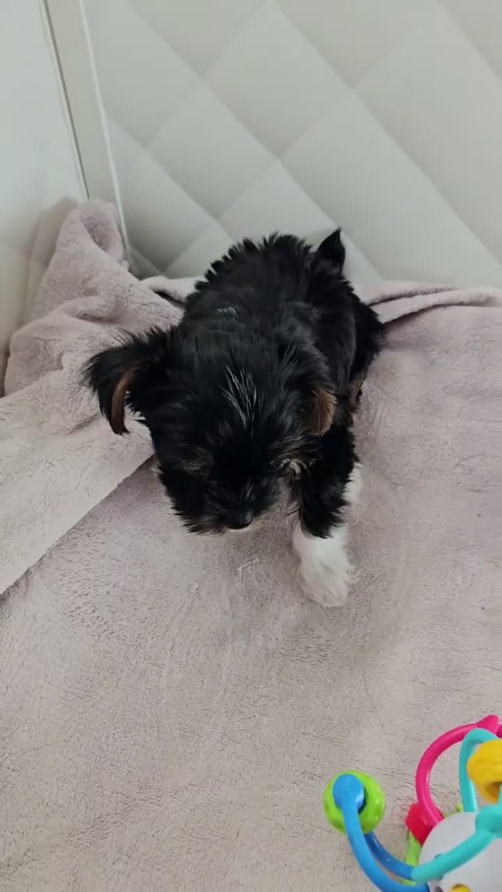Yorkshire Terrier dogs for sale: Yorkshire Terrier 1 - Video 4