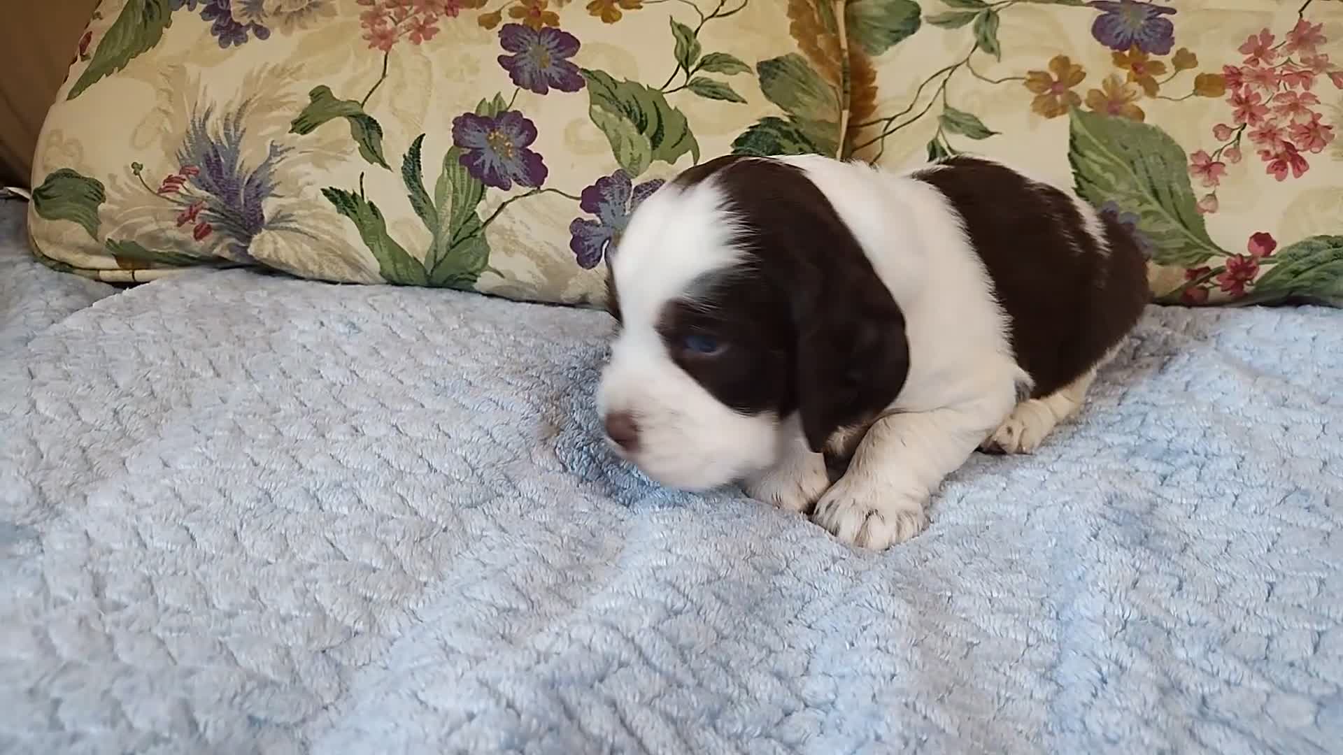 English Springer Spaniel dogs for sale: Larry  - Video 1