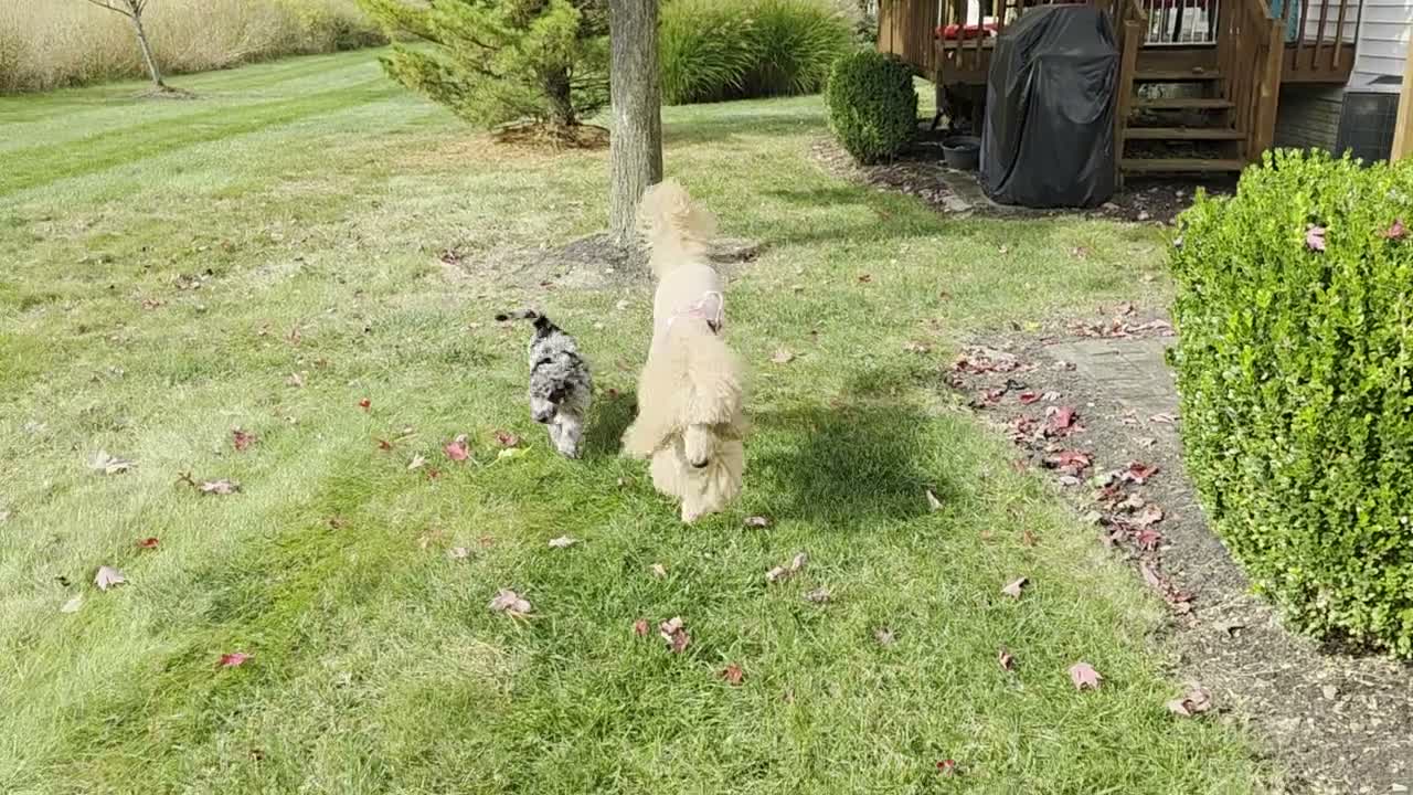 Standard Poodle dogs for sale: Black Tail - Video 5