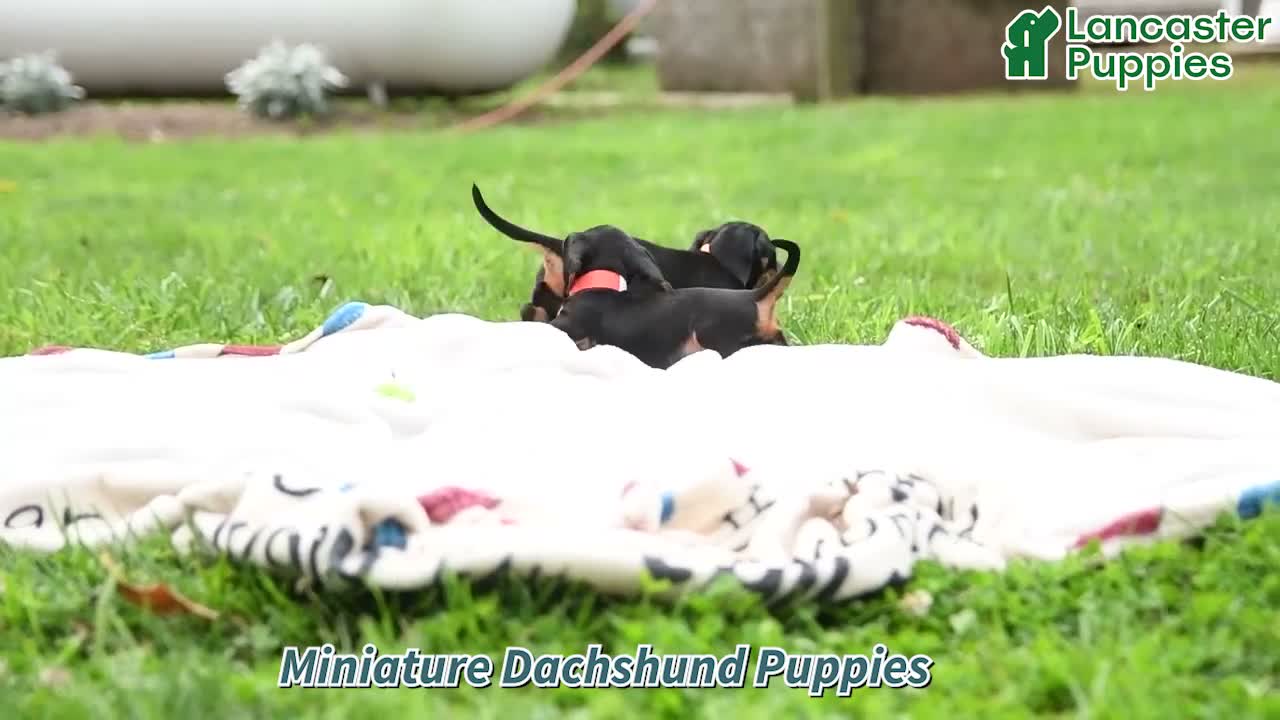 Miniature Dachshund dogs for sale: Onceler - Video 1
