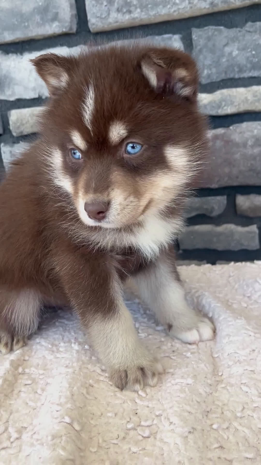 Pomsky dogs for sale: Rusty - Video 1