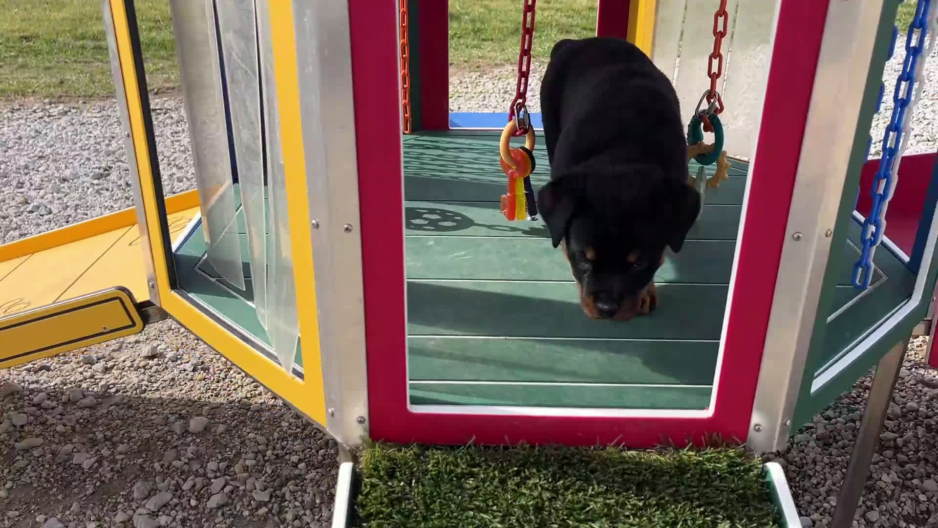 Rottweiler dogs for sale:  Betty - Video 1