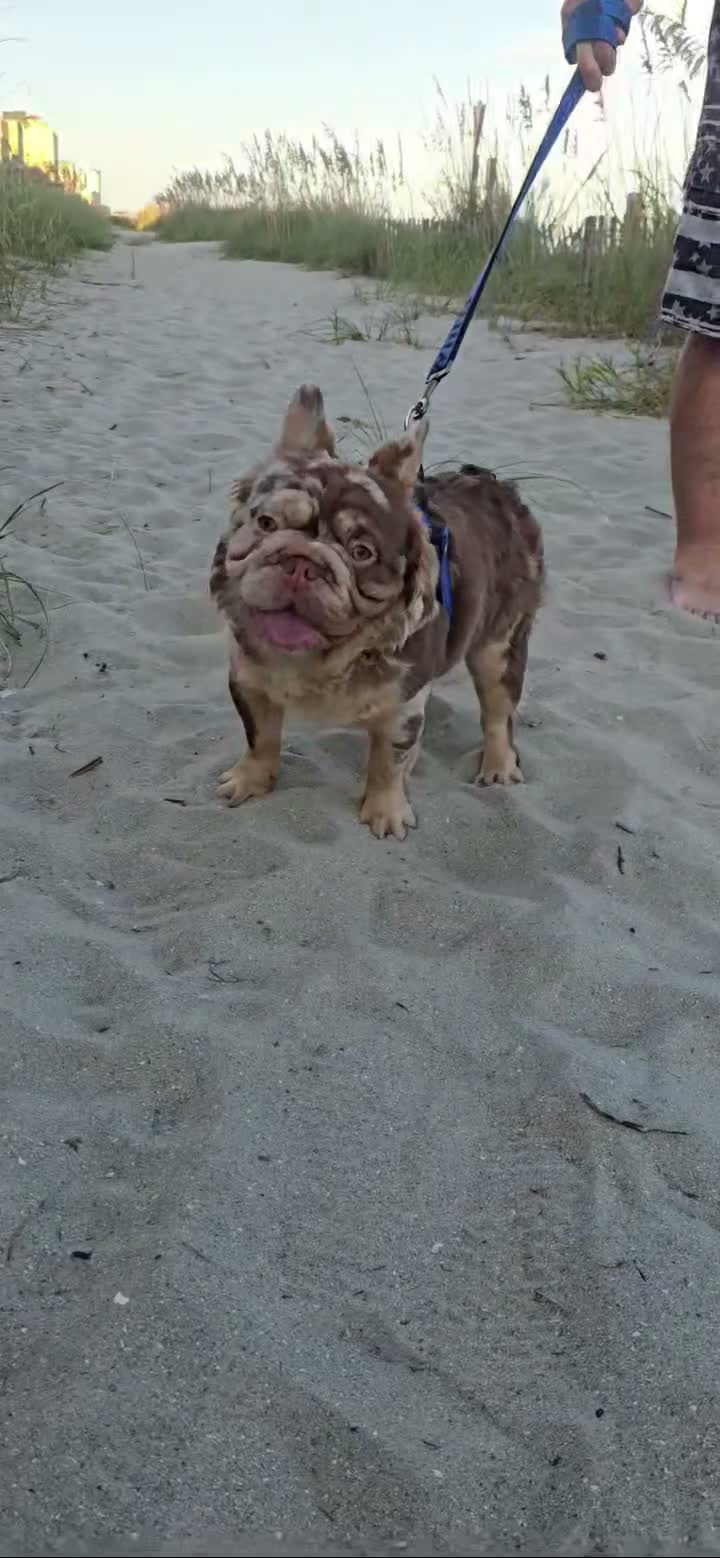 French Bulldog dogs for stud: Smeak's Fantastic Frenchies Inferno - Video 2