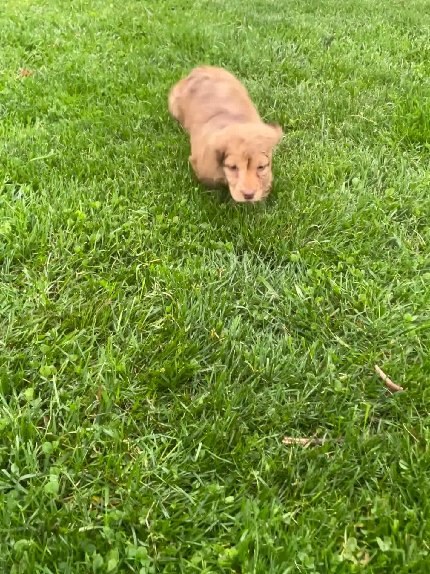 Miniature Dachshund dogs for sale: Gemma - Video 2