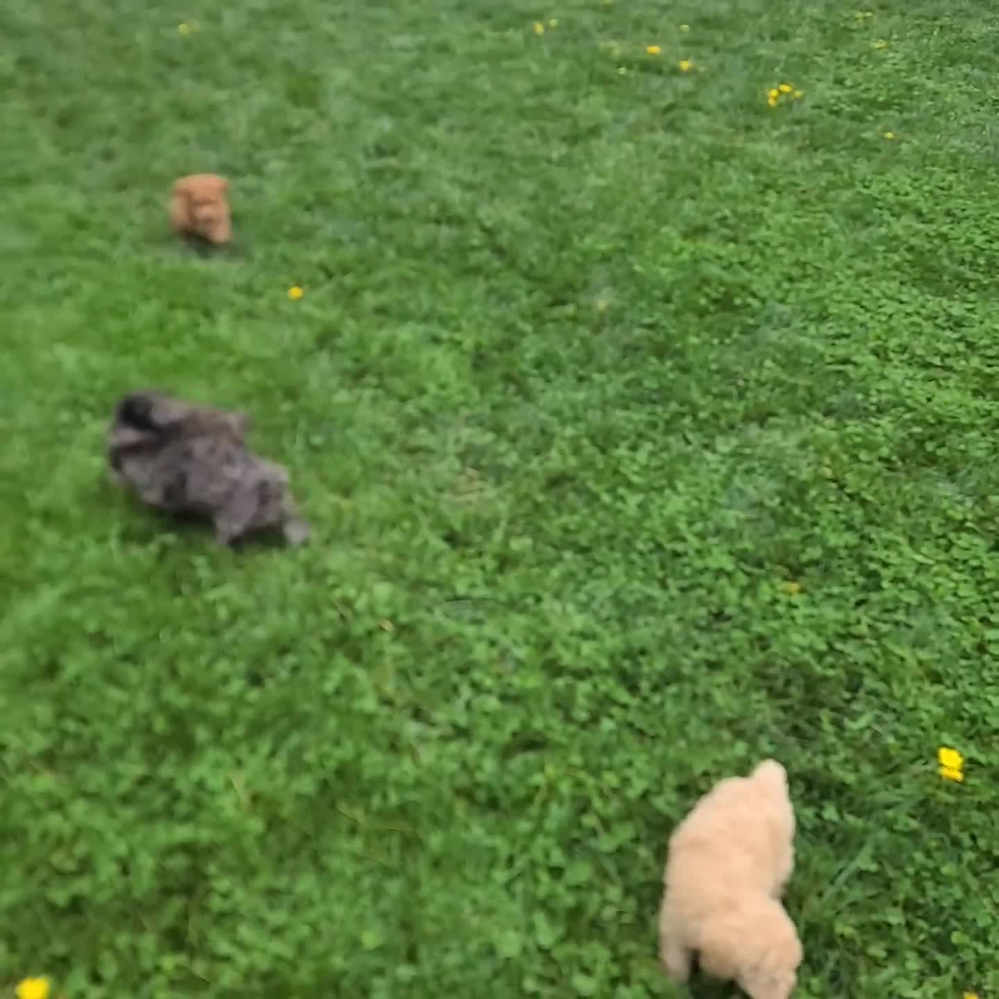 Miniature Poodle dogs for sale: Heidi - Video 1