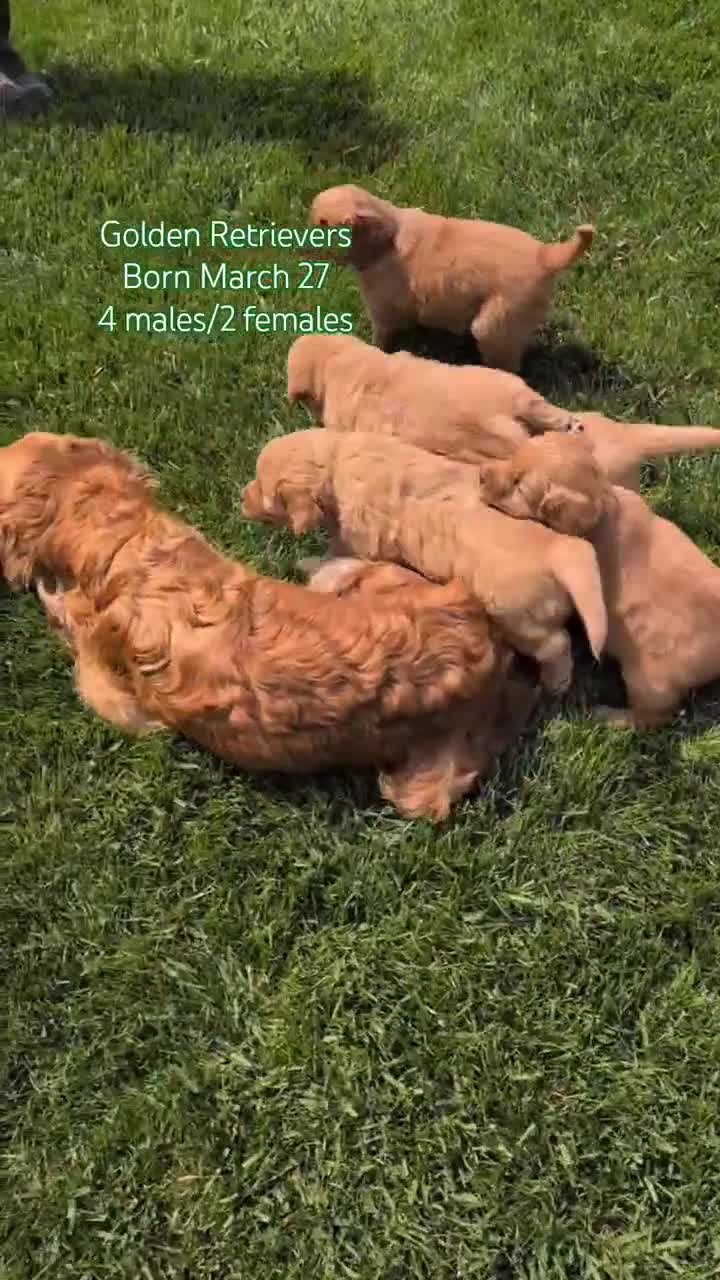 Golden Retriever dogs for sale: Tyson - Video 3