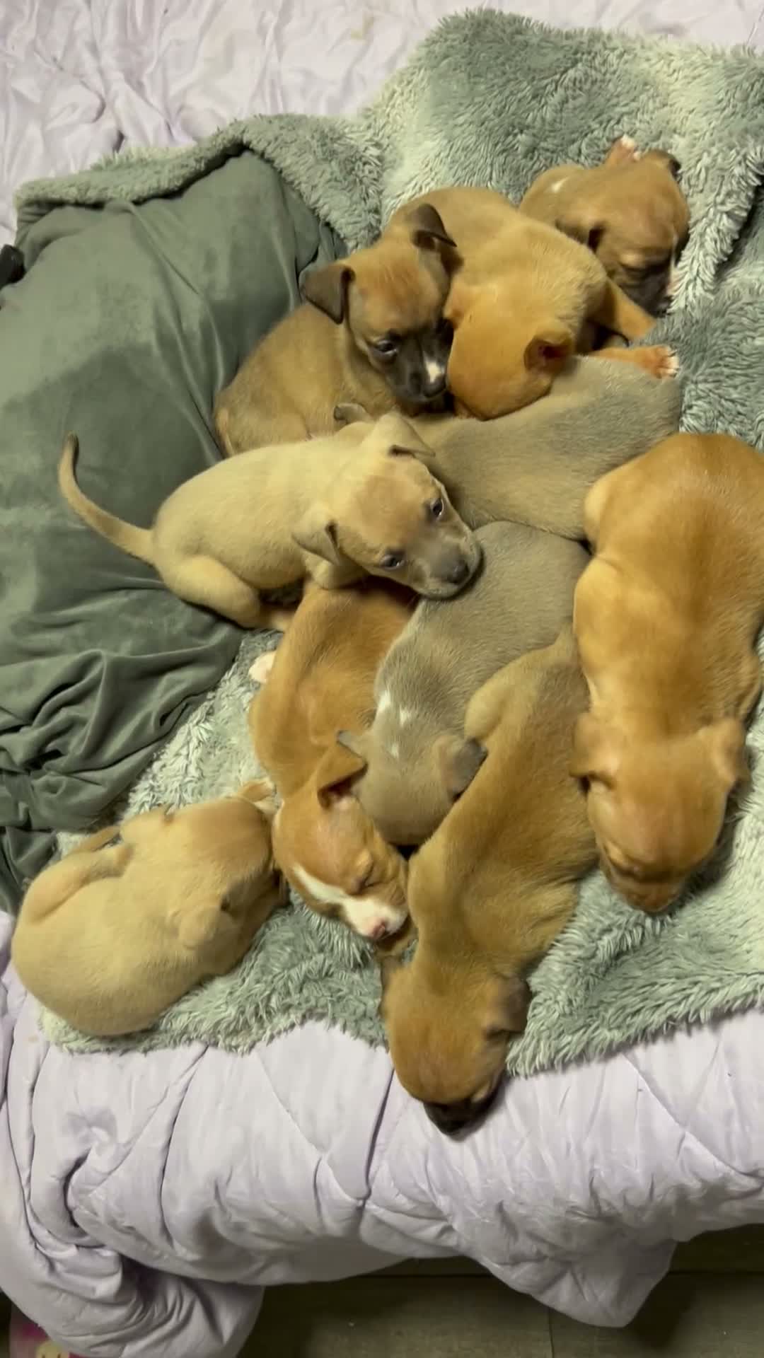 Mixed Breed dogs for sale: Boy 7 - Video 3