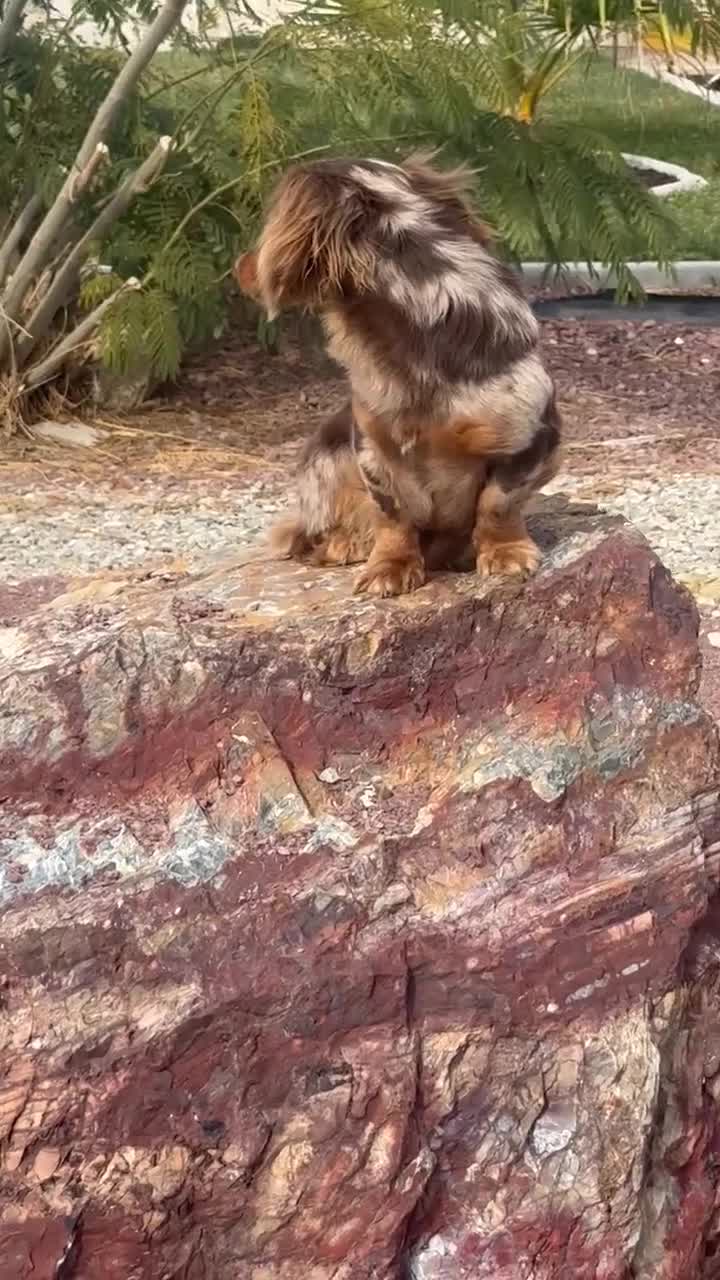 Miniature Dachshund dogs for sale: Rose - Video 1