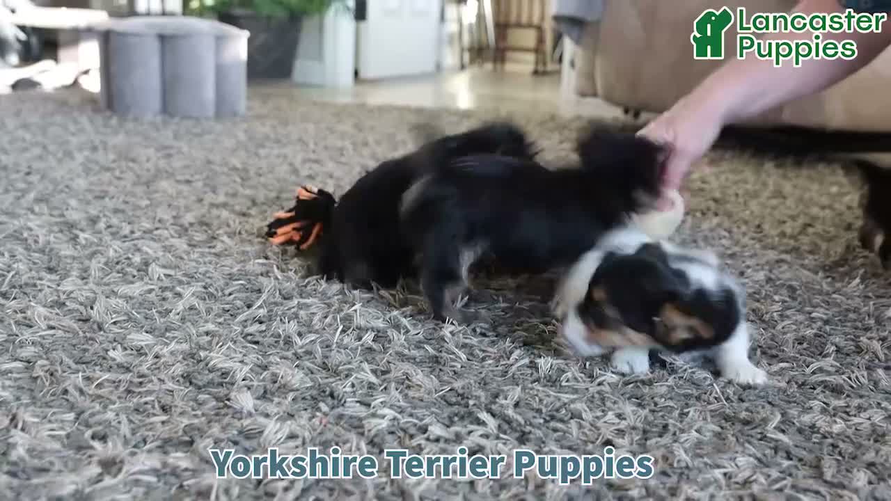 Yorkshire Terrier dogs for sale: Cocoa Teacup - Video 1