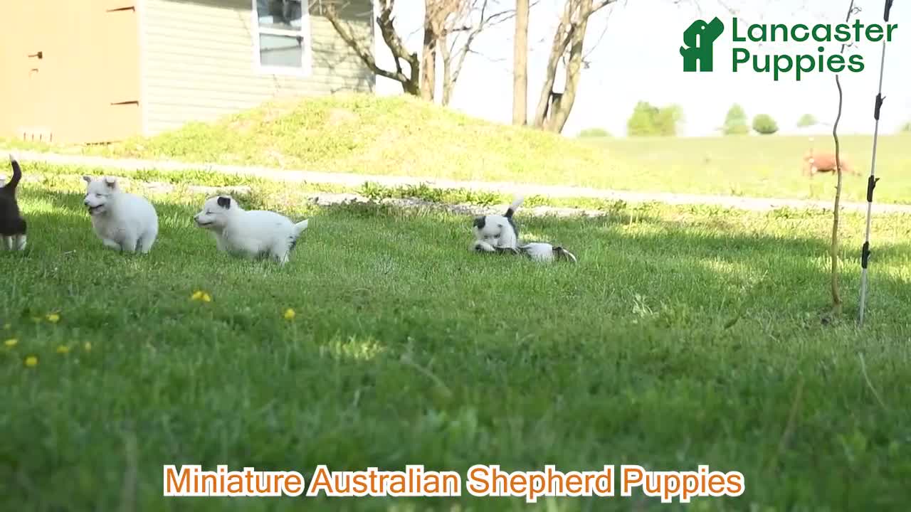 Miniature Australian Shepherd dogs for sale: Gus - Video 1