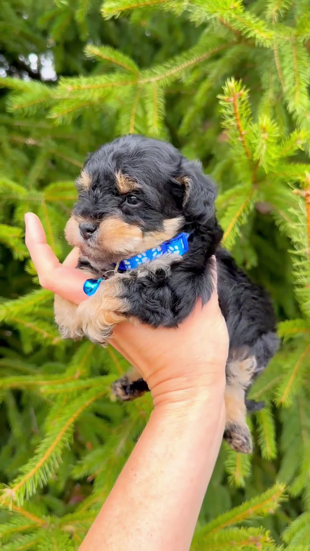 Mixed Breed dogs for sale: 💙💙 Capri 💙💙 - Video 1