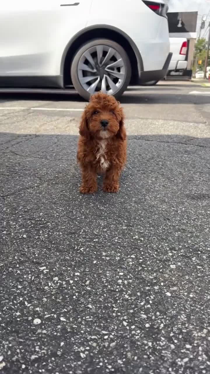 Toy Poodle dogs for sale: Toy Poodle 1 - Video 1