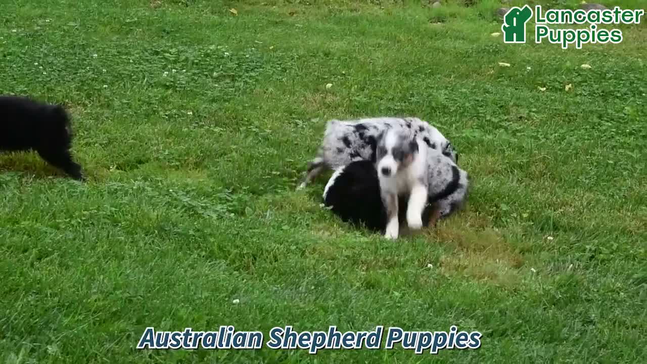 Australian Shepherd dogs for sale: Jewel - Video 1