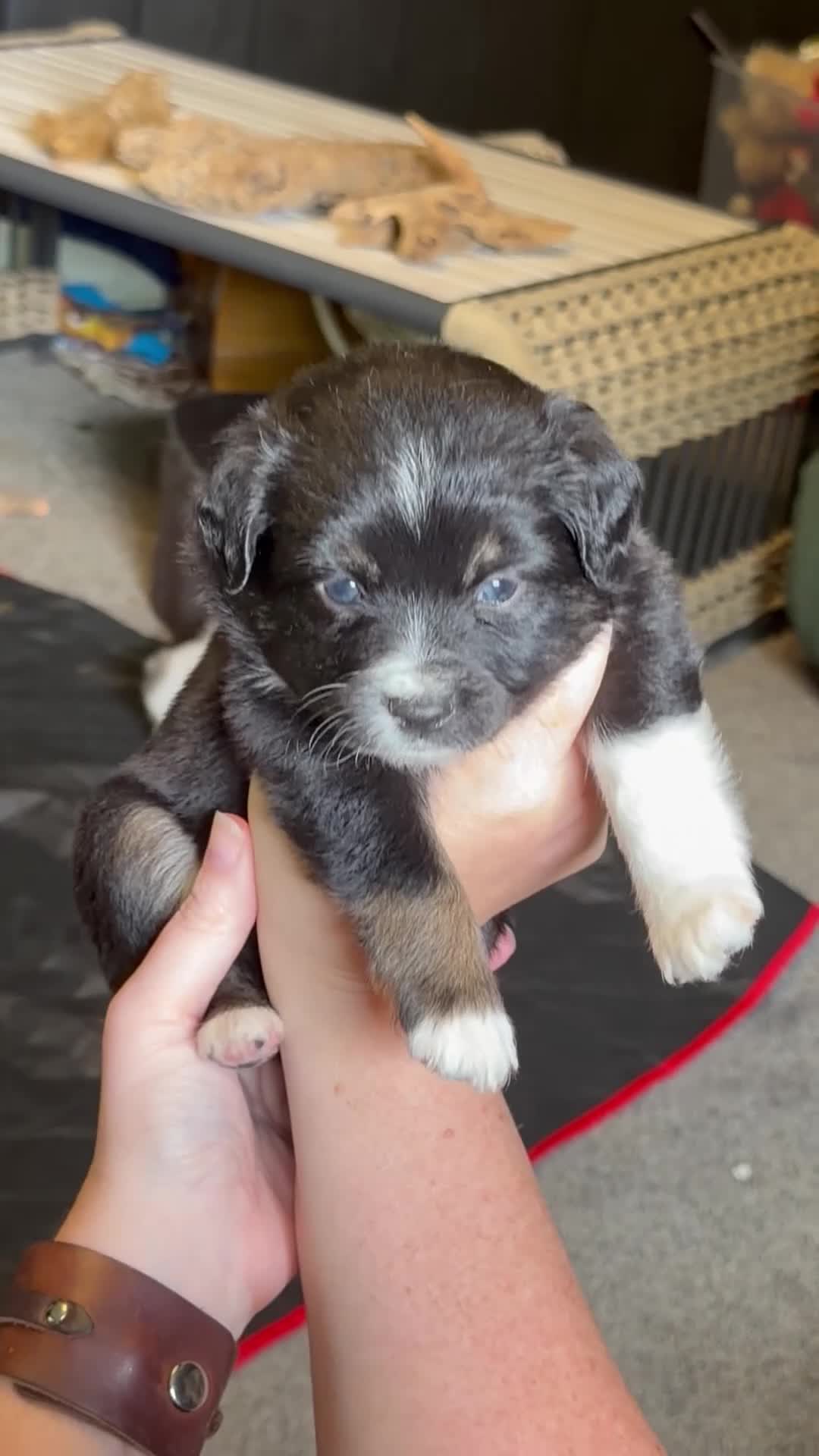 Miniature Australian Shepherd dogs for sale: Gray - Video 1