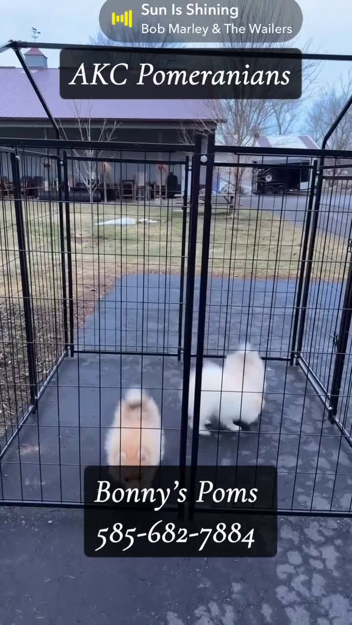 Pomeranian dogs for sale: Jack  - Video 1