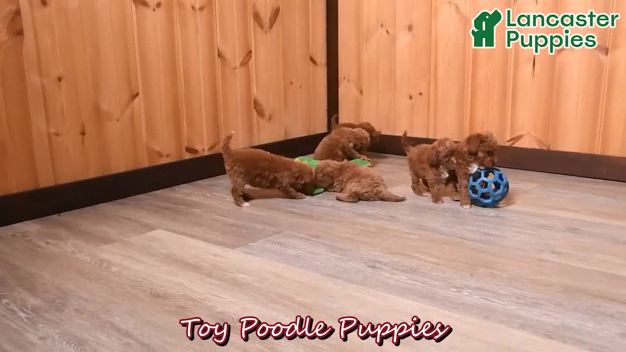 Toy Poodle dogs for sale: Cuddles - Video 1