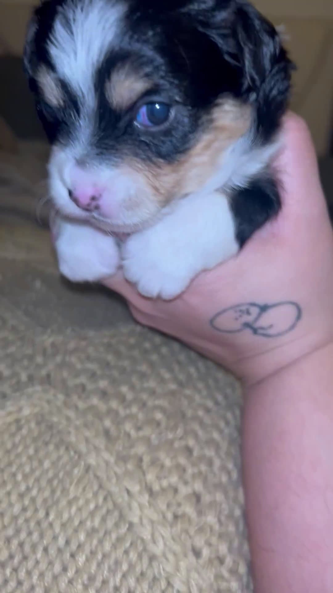 Chihuahua dogs for sale: Chihuahua Puppy 2 - Video 1