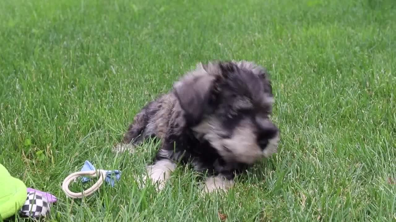 Miniature Schnauzer dogs for sale: Charlie - Video 2