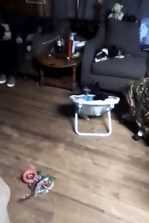 Mini Aussiedoodle dogs for sale: Mini Aussiedoodle Puppy 3 - Video 4