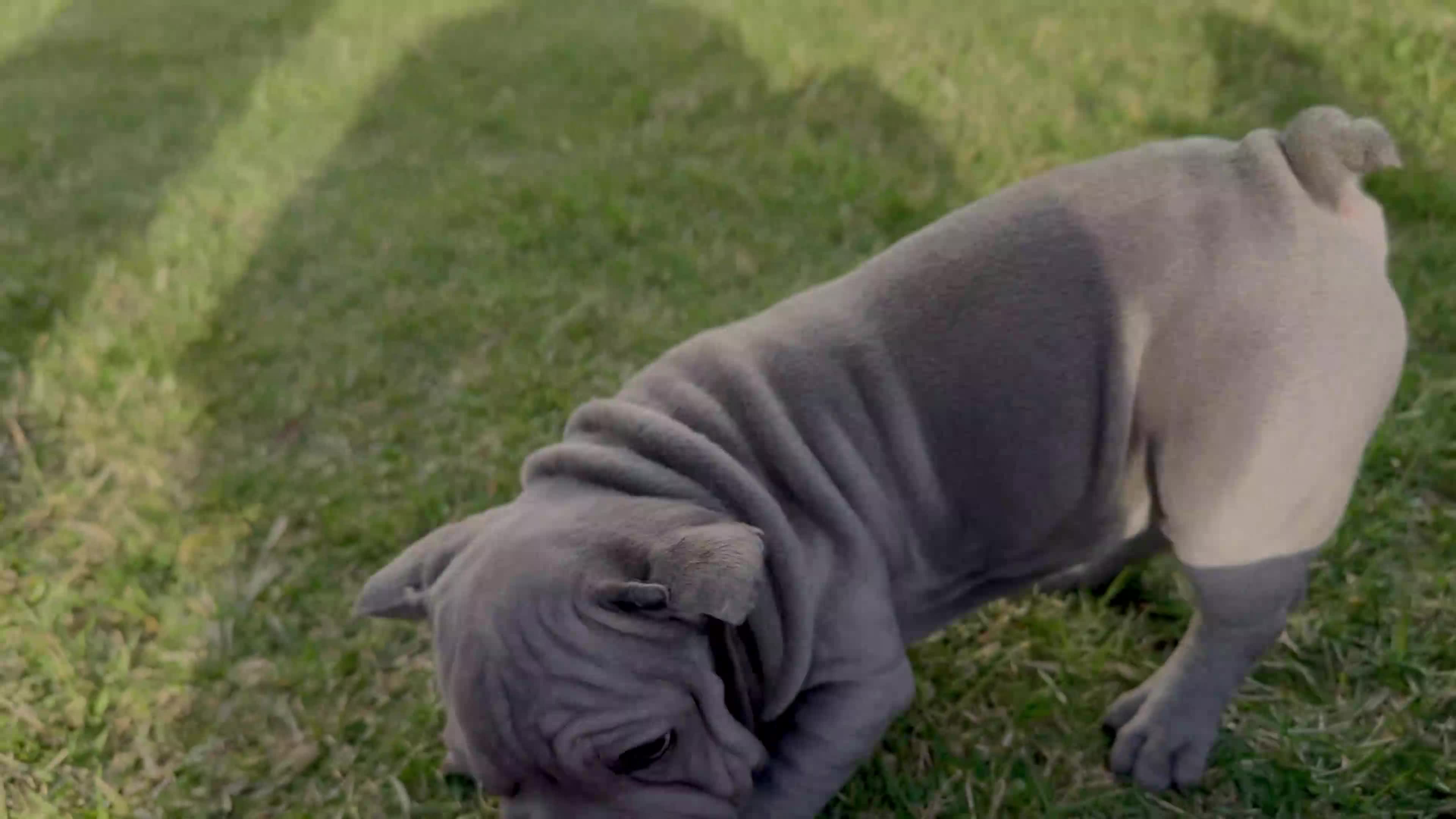 French Bulldog dogs for sale: Percy “Brown” Collar, Male - Video 1