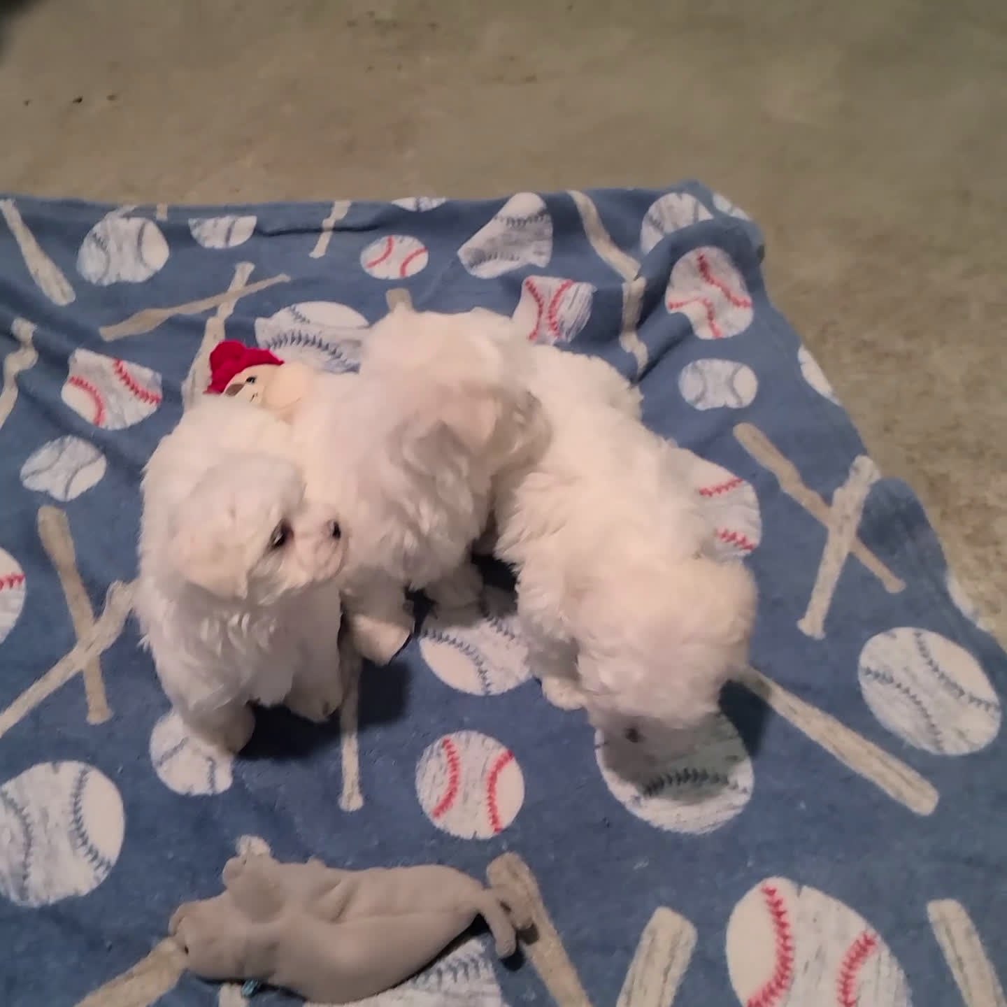 Maltese dogs for sale: Winnie - Video 1