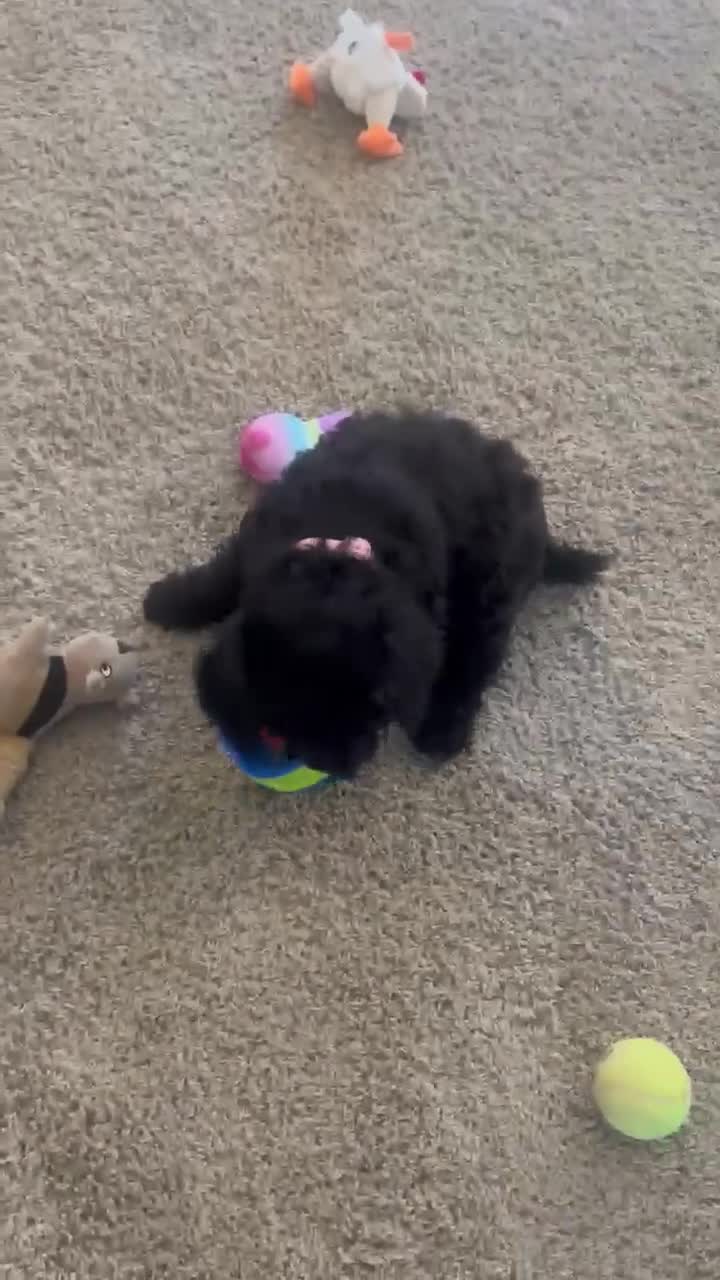 Standard Poodle dogs for sale: Millie AKC  - Video 1