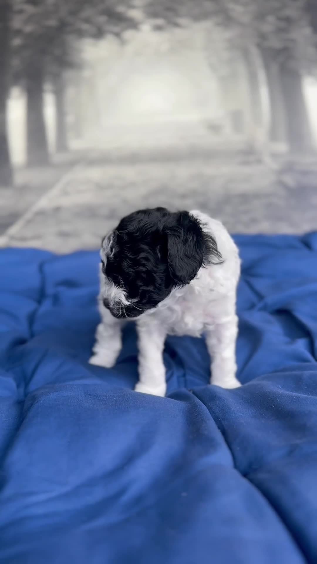 Toy Poodle dogs for sale: Storm - Video 1