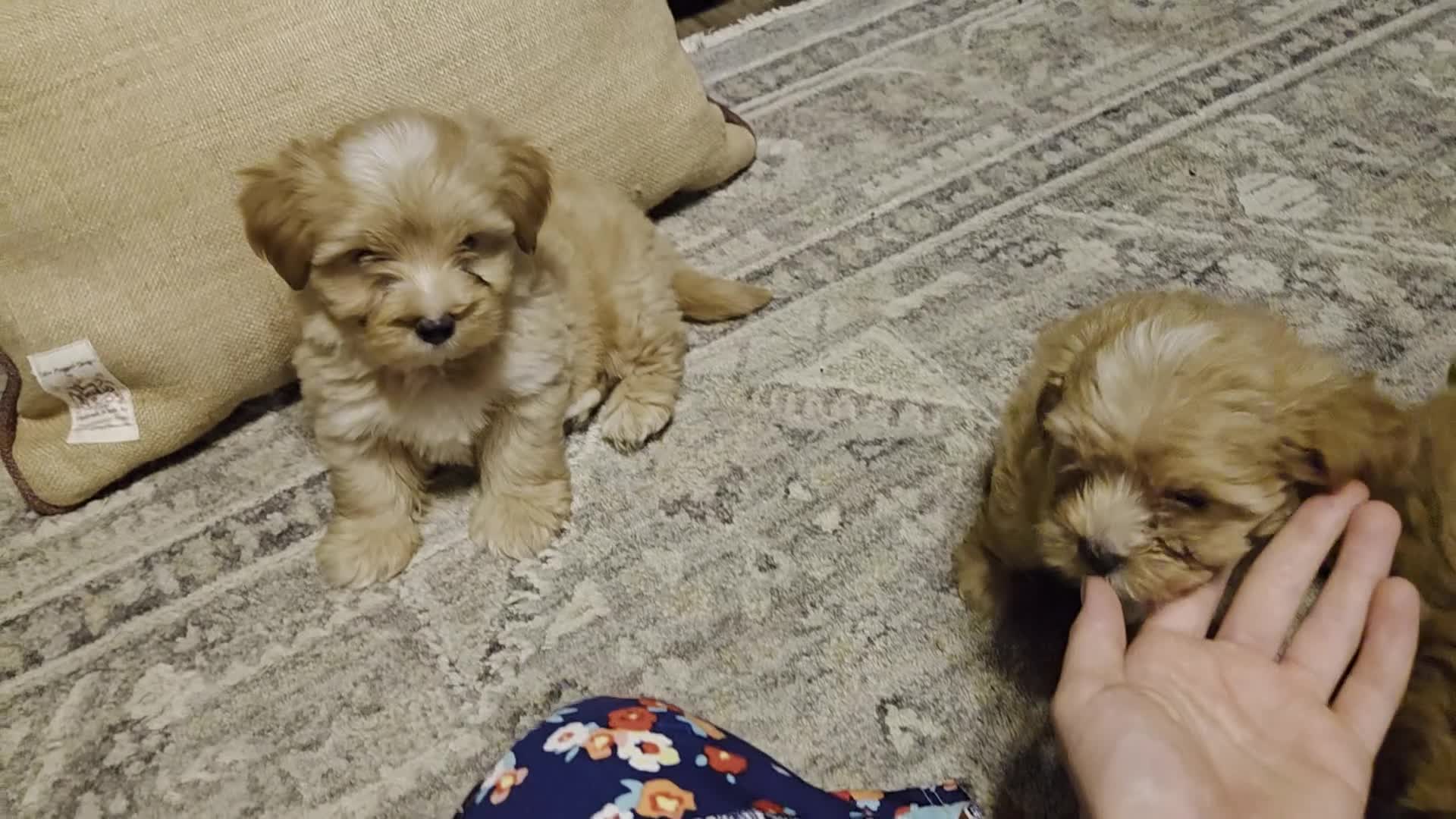 Morkie dogs for sale: Mudge - Video 1