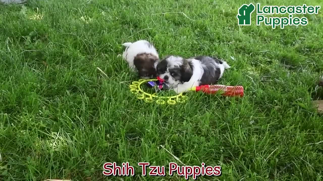 Shih Tzu dogs for sale: Lorraine - Video 1