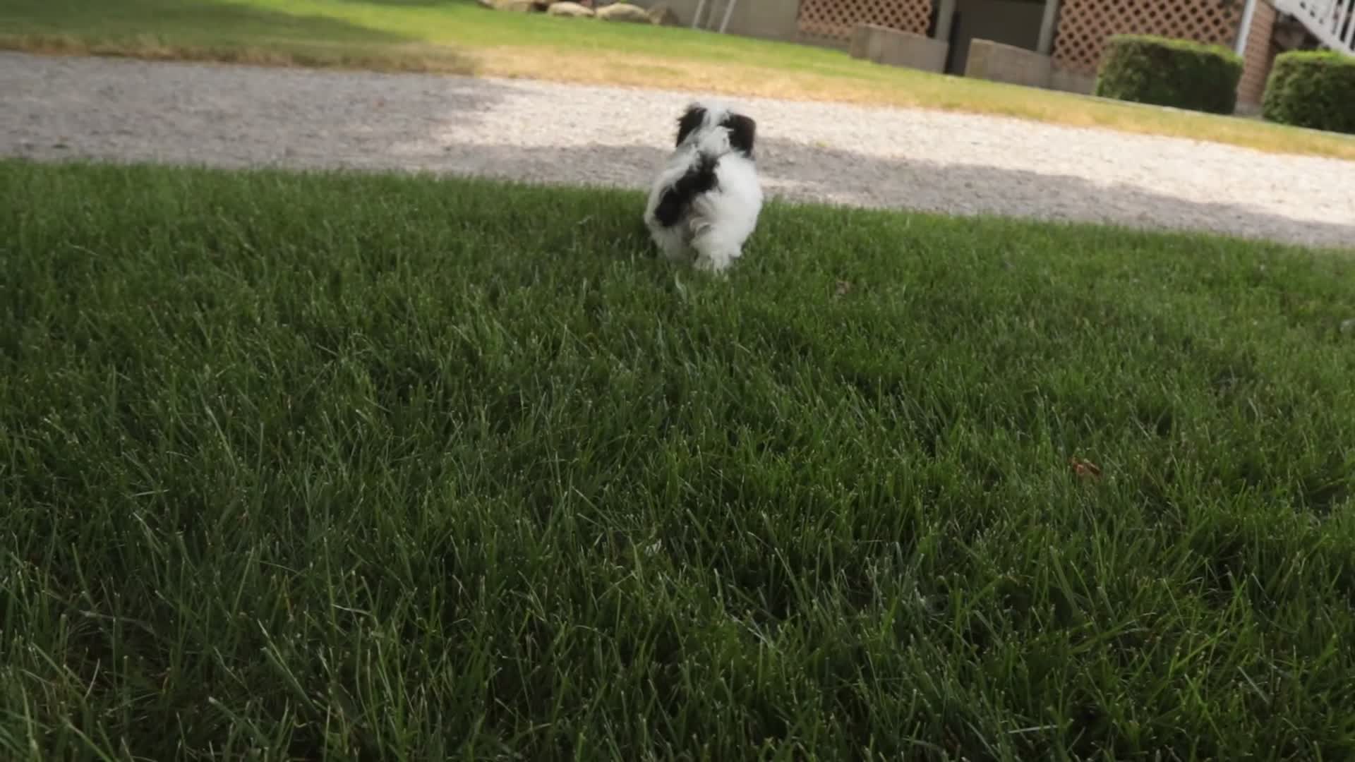 Havanese dogs for sale: Precious - Video 1