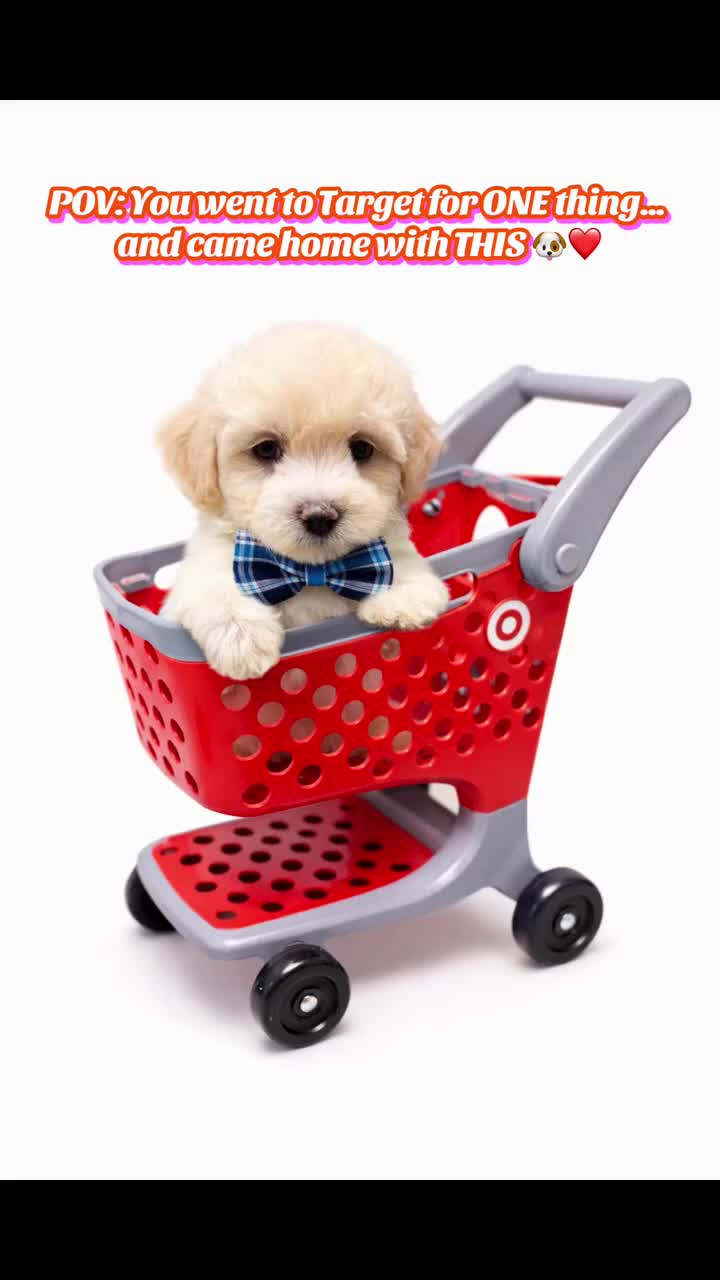 Maltipoo dogs for sale: SAINT  - Video 1