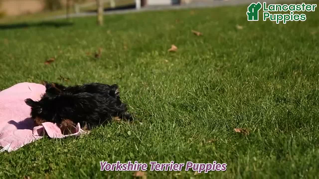 Yorkshire Terrier dogs for sale: Daisy - Video 1