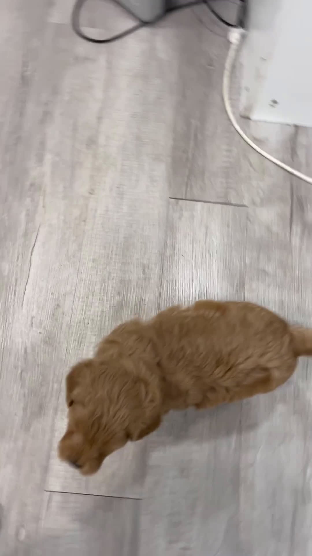 Mini Goldendoodle dogs for sale: Ryder - Video 1