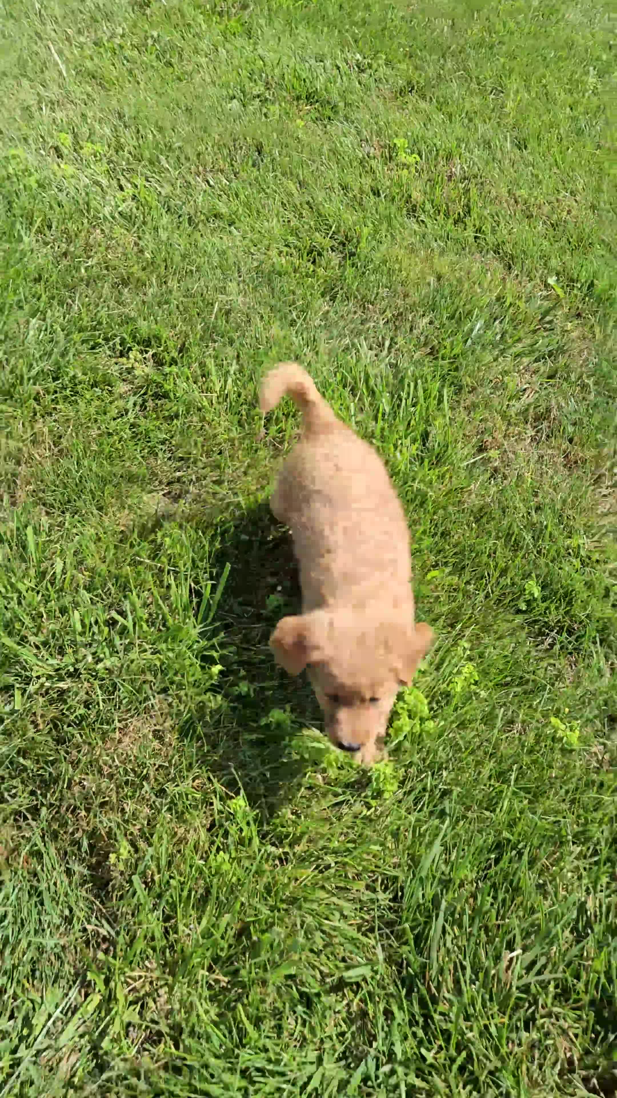 Golden Retriever dogs for sale: Lucy - Video 2