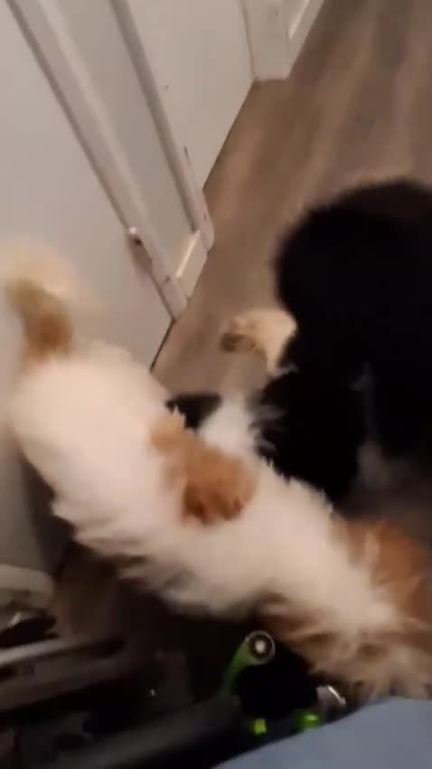 Standard Poodle dogs for sale:  Puppy 3 - Video 1