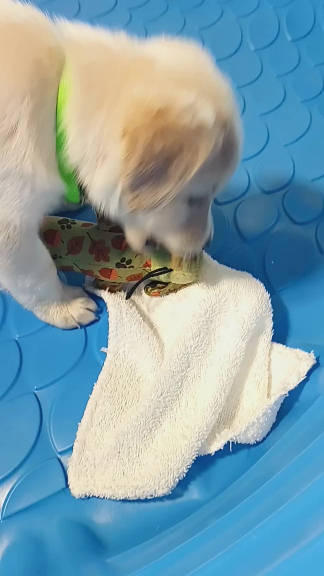 Golden Shepherd dogs for sale: Fancy  - Video 6