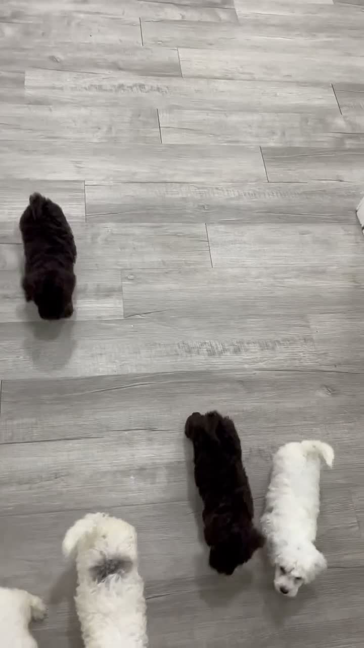 Miniature Poodle dogs for sale: Molly - Video 2