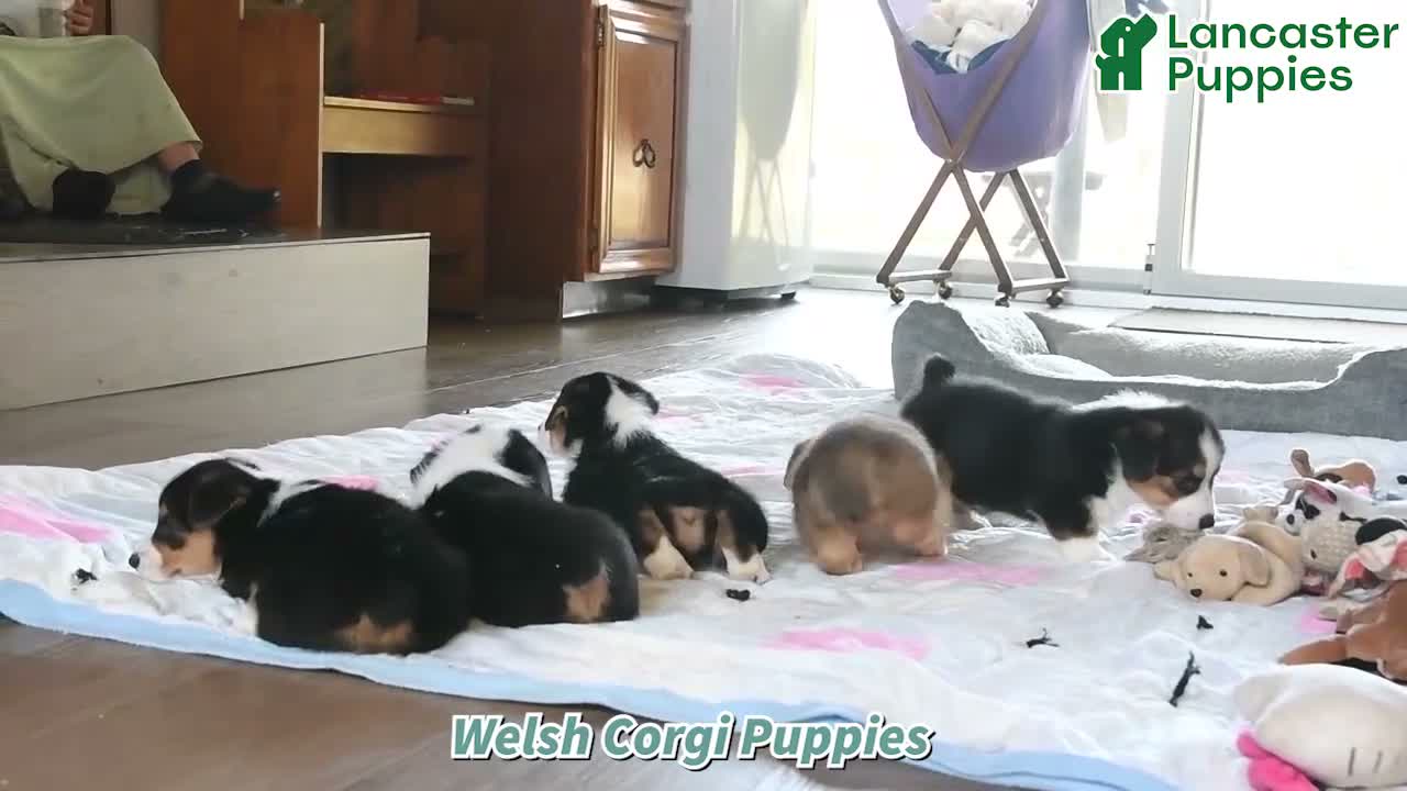 Welsh Corgi Pembroke dogs for sale: Evie - Video 1