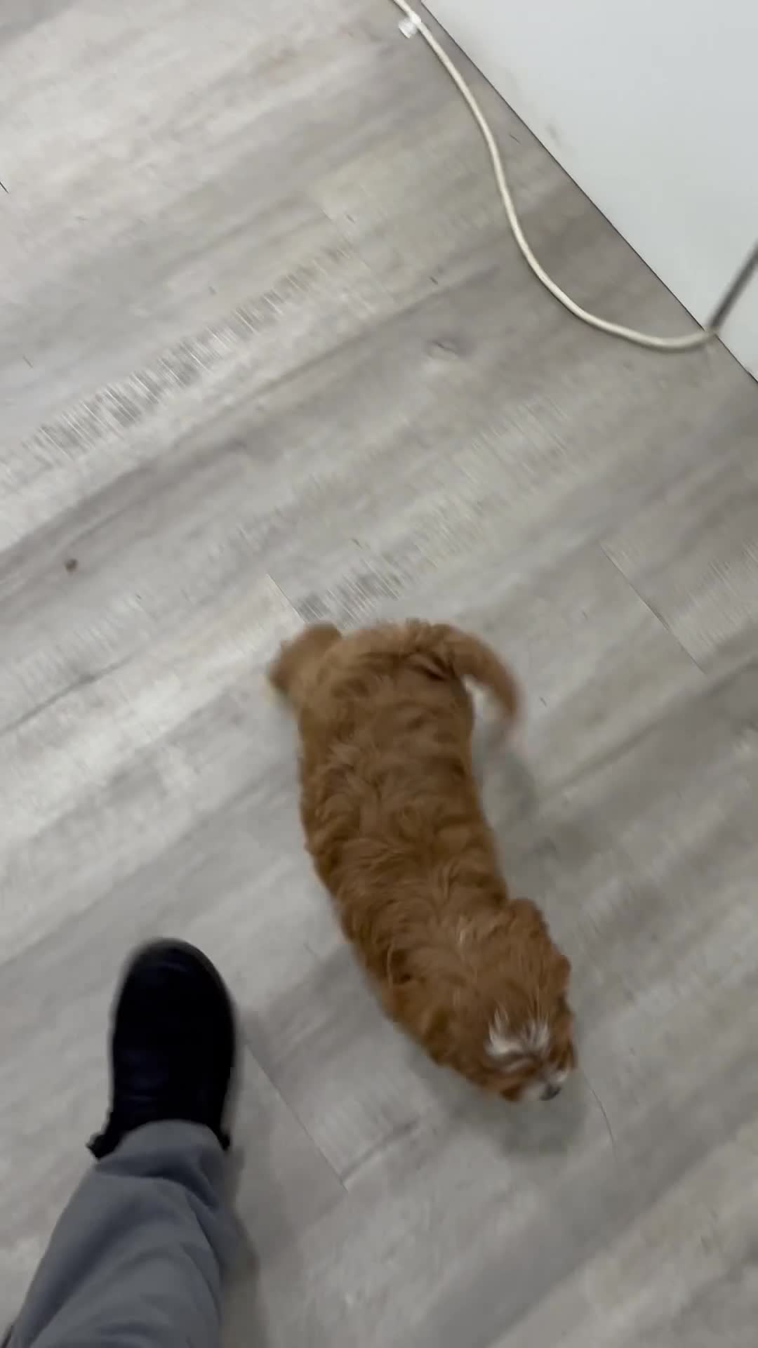 Cavapoo dogs for sale: Mason - Video 1